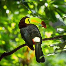 Animals in tropical rainforests can be as diverse as exotic birds, colorful frogs, large insects, and large cats. Rainforest Animals