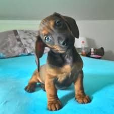 Image result for jezevčík hladkosrstý