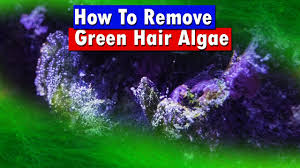 How To Get Rid Of Green Hair Algae In A Saltwater Aquarium Reef Tank Youtube