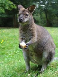 Wallaby Proof Plants Tips On Keeping Wallabies Out Of Gardens Wallabies Generally Eat Grasses And Other Pla Garden Pest Control Garden Pests Slugs In Garden