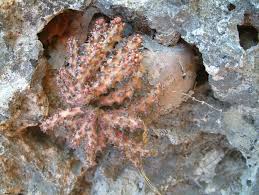 Image result for Euphorbia fanshawei