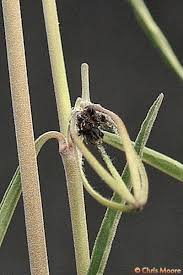 Image result for Brachystelma