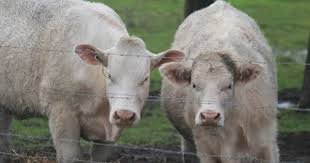 These Charolais Cattle Are Looking A Little Suspicious What Are They Up To Have A Look At Our Beef Cattle Course Beef Cattle Cattle Beef