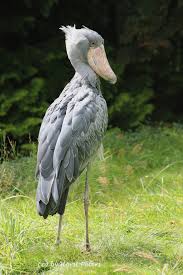 The shoebill storks beak is the 3rd longest out of any species in the world, stretching up 24cm in length and 20cm in width; Shoebill Creatures Of The World Wikia Fandom