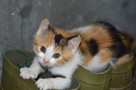 See photos of cute kittens in your area. Calico Kittens Craigslist Online