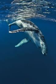 Pin De Lady Isabelle De Blackwood En Humpback Whales Fotos De Ballenas Ballena Jorobada Ballenas