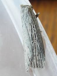 Image result for Chilodes maritima