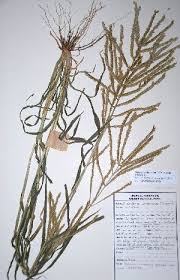 Image result for Acrachne