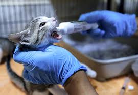 Research the costs of travel crates ahead of time and don't forget to purchase two water bowls to attach to the door! Uae Animal Owners Urged To Plan Ahead To Avoid Shock Of Pet Relocation Costs