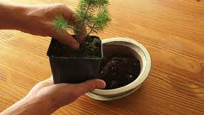 Person Plants Bonsai Tree Video Clip Hd Footage Bigstock