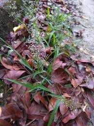 Image result for Eragrostis atrovirens