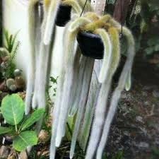 Coerulea chagualillo silver puya hardy bromeliad! Cold Hardy Cactus For Sale In Stock Ebay
