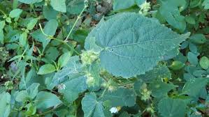 Image result for Sida urens