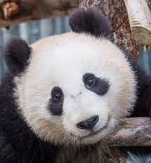 Check Out The San Diego Zoo Panda Cam San Diego Zoo Panda Cam Panda