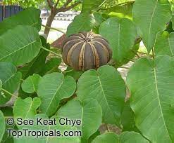 Why else would it be protecting it with those spikes. Pin On Bizarre Plants