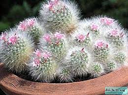 Ada yang tau tanaman apakah itu? Mammillaria Bocasana Mammillaria Bocasana Deskripsi Tumbuhan Pembiakan Penjagaan Penyakit Yang Mungkin Tumbuhan Rumah