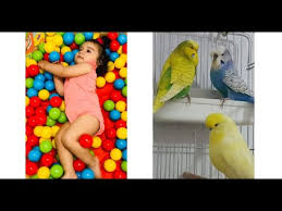 Muhabbet Kuslarina Kur Icin Kullandigimiz Ilaclar Youtube