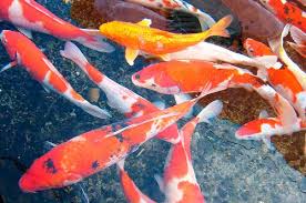 Campamento de tiendas en el desierto. Carpa Colorida Milheiro Hn Aquarium