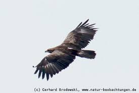 Zudem kann das alter anhand der weissen flecken bestimmt werden. Flugbilder Greifvogel Singvogel Enten Ganse Deutschland Natur Beobachtungen