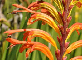 Image result for Maranthes floribunda