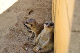 Desde 1884, o jardim zoológico assume a missão de desenvolver e promover um parque zoológico e botânico de excelência, um centro de conservação de espécies vulneráveis e ameaçadas pela. Jardim Zoologico De Lisboa O Que Fazer Em Lisboa