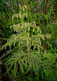 Image result for Lycopodiella cernua