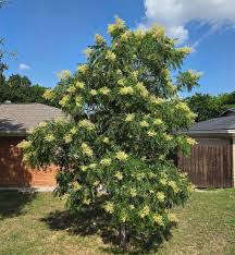 Image result for Sapindus saponaria