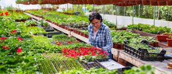 This is an incredible edible. Plant Nurseries In Abu Dhabi Royal Garden Al Bahia More Mybayut