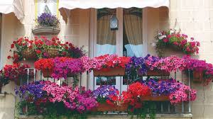 Hoy os presentamos 8 flores para balcones perfectas para decorar esta primavera y verano. Plantas Colgantes Converti Tu Casa En Un Autentico Oasis Verde Mundo Club House