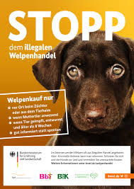 Wann muss mein hund gegen welche krankheit geimpft werden? Kreis Kleve Worauf Hundekaufer Achten Mussen Illegale Welpenverkaufe Von Zu Fruh Von Der Mutter Getrennter Tiere Nimmt Zu Auch Im Kreis Kleve Kreis Kleve Die Zahl Illegal Eingefuhrter Welpen