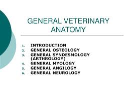 Ppt General Veterinary Anatomy Powerpoint Presentation Free Download Id 3479804