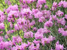 Rhododendron Mucronulatum Cornell Pink Trees To Plant Rhododendron Azaleas