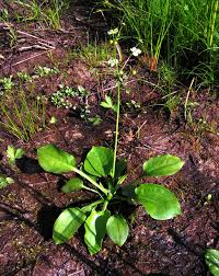 Image result for Alisma plantago-aquatica