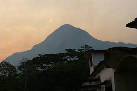 Image result for Pavetta gurueensis