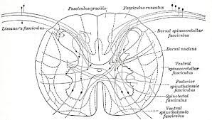 A slender column of white matter between the dorsal gray column and. Posterolateral Tract Wikipedia