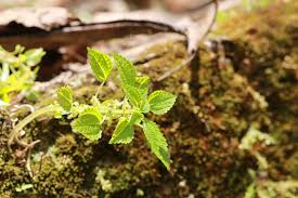 Image result for Lecanthus peduncularis