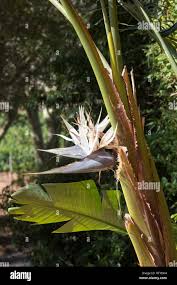 Image result for Strelitzia alba