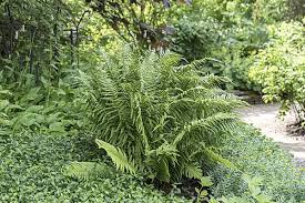 Image result for Selaginella vogelii