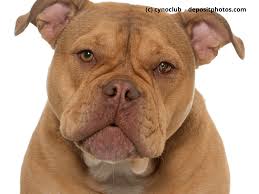 Here at 7 acre kennels we breed for health, athleticism and conformation. Old English Bulldog Steckbrief Mit Fci Klasse Haustiermagazin