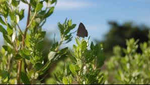 Vivero La Mariposa Home Facebook