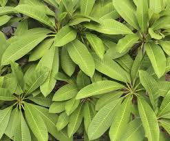 In this video i plant up several cuttings which i acquired from pruning. Non Blooming Frangipani What To Do When Fragipani Will Not Flower