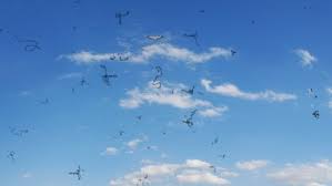 Image result for Floaters