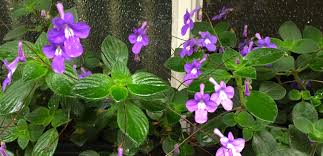 Image result for Streptocarpus