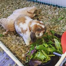I brought my lovebird here and they were impressively professional. Avian Exotic Animal Clinic 19 Reviews Veterinarians 9330 Waldemar Rd Indianapolis In Phone Number