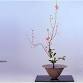 Invitation to Ikenobo Ikebana - Continuing Classes event image