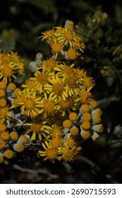 Image result for Jacobaea