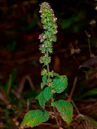 Image result for Mesosphaerum pectinatum