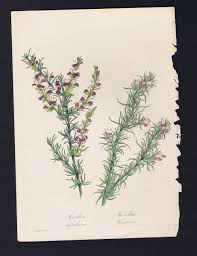 Image result for Muraltia