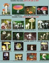 الأصل في زكاة الفطر أنه يجب إخراجها من الطعام فقد فرضها رسول الله صلى الله عليه وسلم طعاماً. ÙÙˆØ§Ø¦Ø¯ ÙˆØ£Ø¶Ø±Ø§Ø± Ø§Ù„ÙØ·ÙˆØ± Ø§Ù„Ø³Ø§Ù…Ø©amanitaceae ØªØ¹Ø±Ù Ø§Ù„ÙØ·Ø± Ø§Ù„Ø³Ø§Ù… Facebook