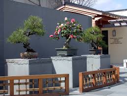 The Museum — National Bonsai Foundation